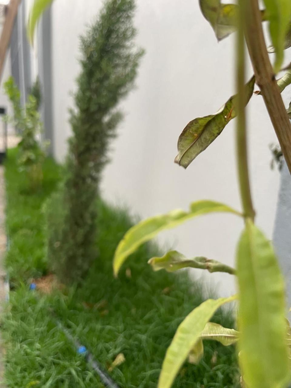 Garden Land Aparthotel Hamisz-Musait Kültér fotó